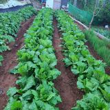 팜모닝 자유주제·자유게시판 게시글 이미지