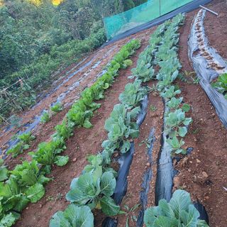 철우(이철우)님의 자유주제 · 자유게시판 작성글 사진