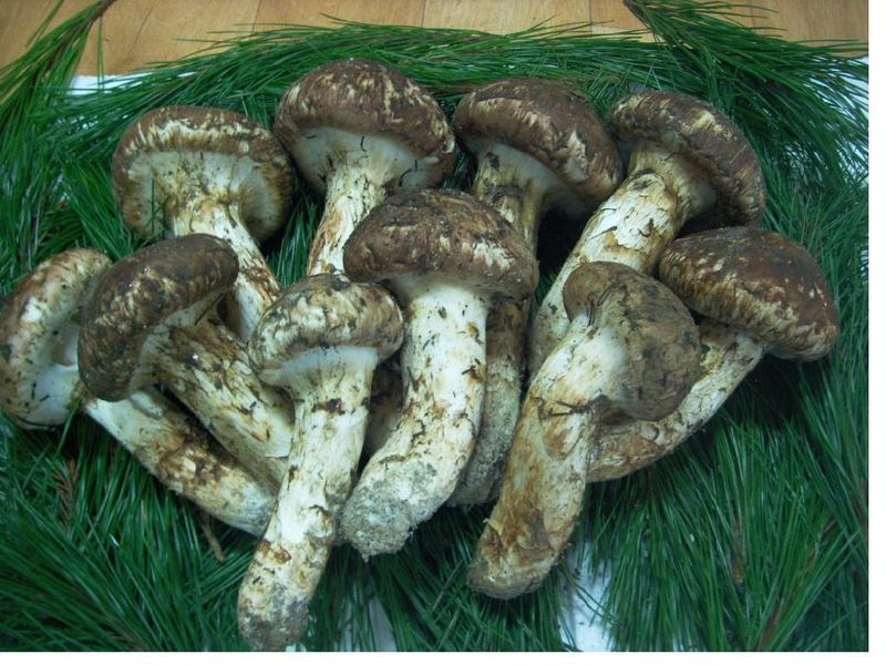 강원송이님의 장터 판매 상품 [강원도 자연산송이4등급500g1kg] 첨부 사진