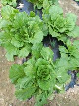 팜모닝 배추·영농일지 게시글 이미지