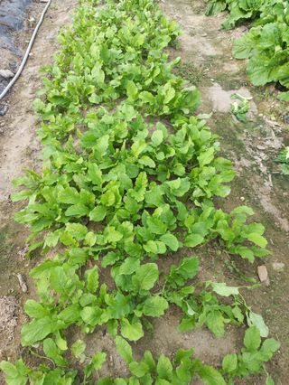 시아님의 배추 · 영농일지 작성글 사진