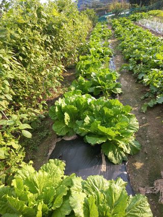 시아님의 배추 · 영농일지 작성글 사진