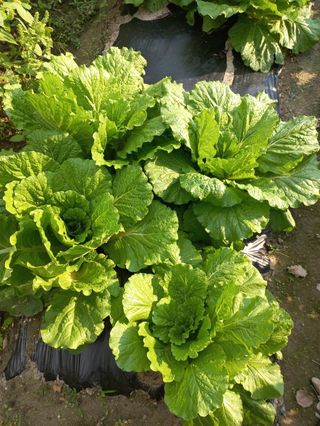 시아님의 배추 · 영농일지 작성글 사진