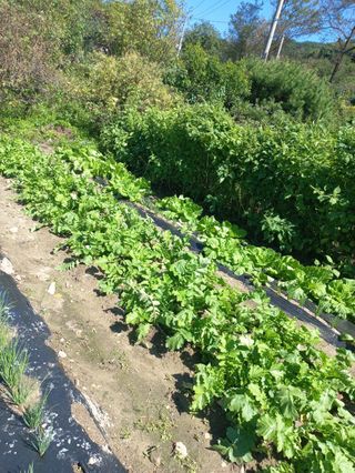 시아님의 배추 · 영농일지 작성글 사진