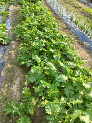 시아님의 배추 · 영농일지 작성글 사진