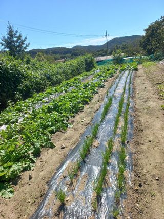 시아님의 배추 · 영농일지 작성글 사진