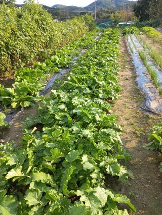 시아님의 배추 · 영농일지 작성글 사진