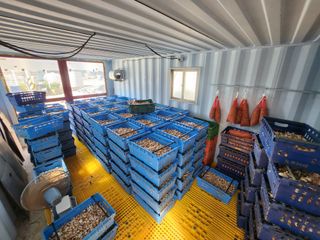 홍산농부님의 마늘 · 품종•종자 작성글 사진