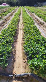 팜모닝 딸기·품종•종자 게시글 이미지