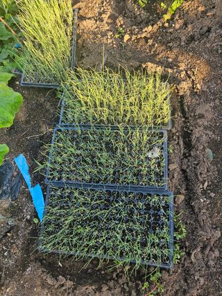 오영관님의 배추 · 일상 작성글 사진