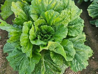 오영관님의 배추 · 일상 작성글 사진