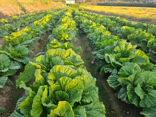 오영관님의 배추 · 일상 작성글 사진