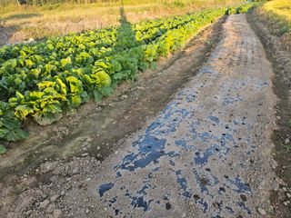 오영관님의 배추 · 일상 작성글 사진