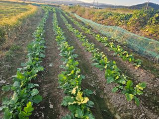 오영관님의 배추 · 일상 작성글 사진