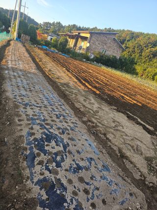 오영관님의 배추 · 일상 작성글 사진