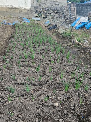 오영관님의 배추 · 일상 작성글 사진