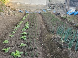 오영관님의 배추 · 일상 작성글 사진