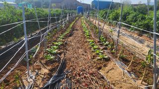 조미숙님의 배추 · 영농일지 작성글 사진