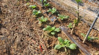 조미숙님의 배추 · 영농일지 작성글 사진