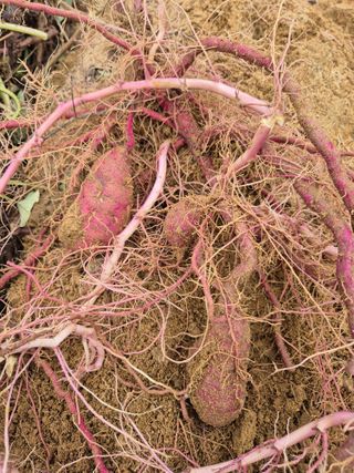 참깨10143님의 자유주제 · 자유게시판 작성글 사진