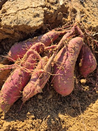 참깨10143님의 자유주제 · 자유게시판 작성글 사진