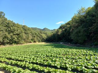 혜향님의 더운 가을, 농사 괜찮으신가요?·참여글 작성글 사진