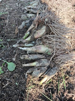 황덕순 님의 기타작물 · 영농일지 작성글 사진