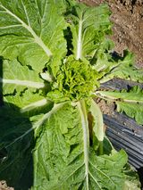 팜모닝 자유주제·자유게시판 게시글 이미지