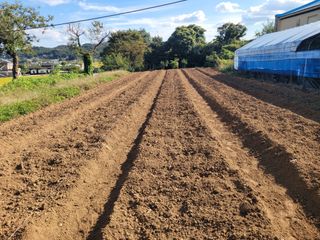 양기승님의 마늘 · 영농일지 작성글 사진