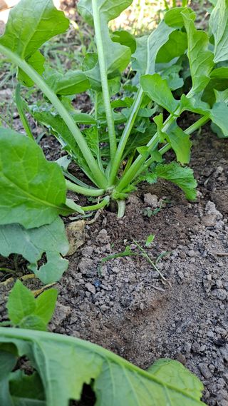 매실12249님의 자유주제 · 자유게시판 작성글 사진