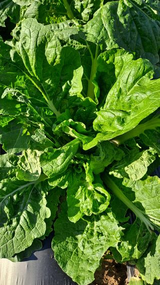 매실12249님의 자유주제 · 자유게시판 작성글 사진