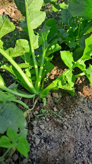 매실12249님의 자유주제 · 자유게시판 작성글 사진