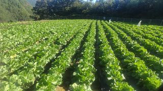 박흥구님의 배추 · 병해충상담 작성글 사진