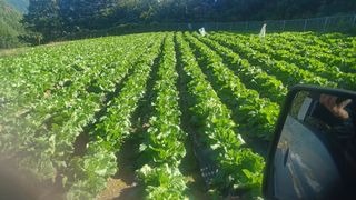 박흥구님의 배추 · 병해충상담 작성글 사진