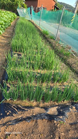 홍성부님의 자유주제 · 자유게시판 작성글 사진