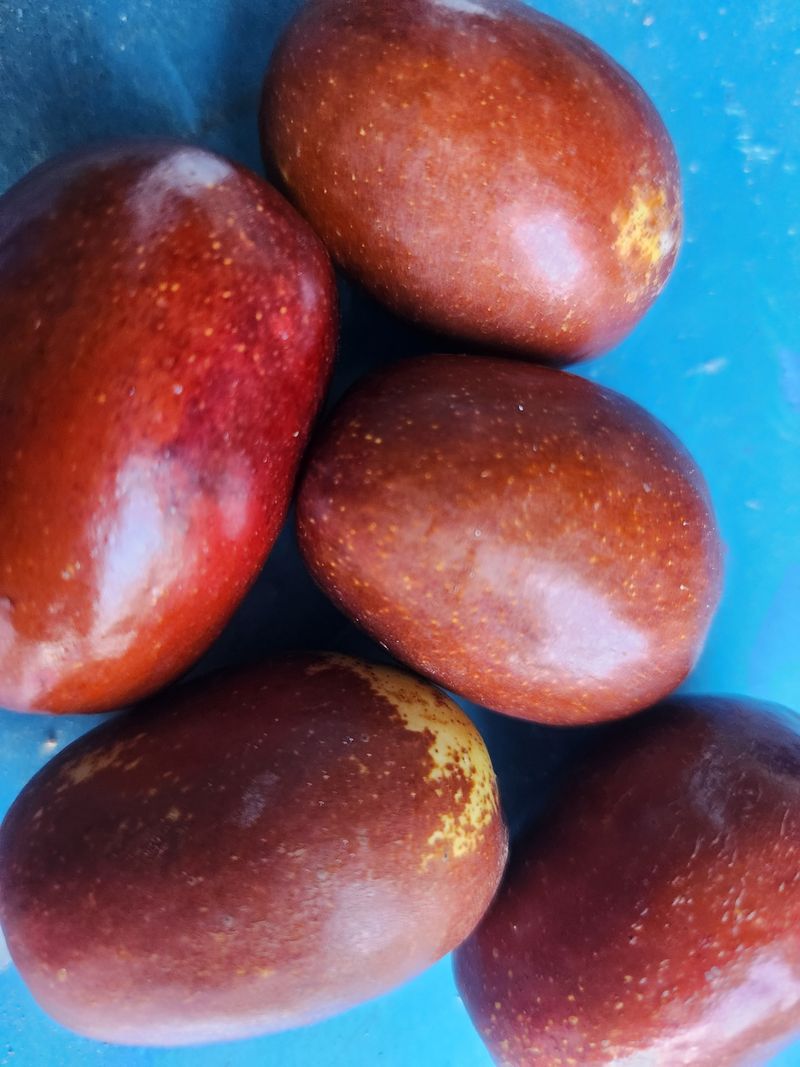 장터 상품 [보은 생대추 특, 별초 1kg] 썸네일