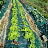 팜모닝 더운 가을, 농사 괜찮으신가요?·참여글 게시글 이미지