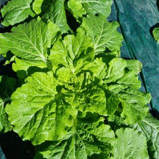 훈&팜님의 더운 가을, 농사 괜찮으신가요? · 참여글 작성글 사진