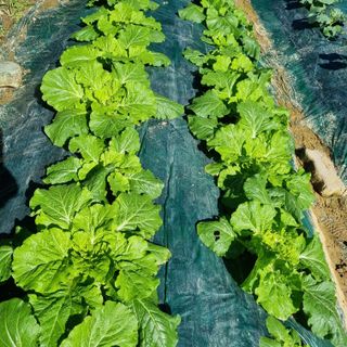 훈&팜님의 더운 가을, 농사 괜찮으신가요? · 참여글 작성글 사진