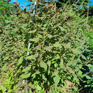 훈&팜님의 더운 가을, 농사 괜찮으신가요? · 참여글 작성글 사진