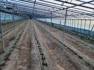 오이고추.꽈리고추님의 고추 · 영농일지 작성글 사진