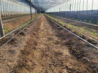 오이고추.꽈리고추님의 고추 · 영농일지 작성글 사진