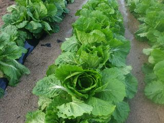 이종록님의 더운 가을, 농사 괜찮으신가요? · 참여글 작성글 사진