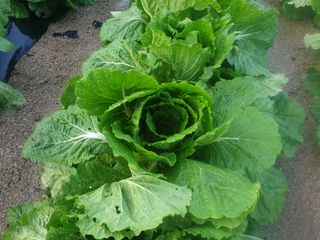 이종록님의 더운 가을, 농사 괜찮으신가요? · 참여글 작성글 사진