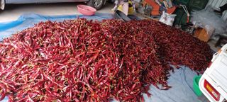 자두17509님의 더운 가을, 농사 괜찮으신가요? · 참여글 작성글 사진