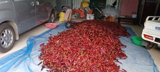 자두17509님의 더운 가을, 농사 괜찮으신가요? · 참여글 작성글 사진