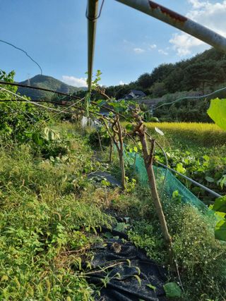 새의눈님의 기타작물 · 영농일지 작성글 사진