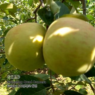 최동구님의 사과 · 비료•농약 작성글 사진