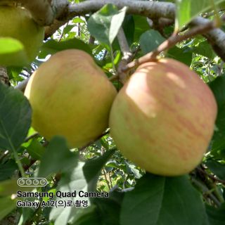 최동구님의 사과 · 비료•농약 작성글 사진