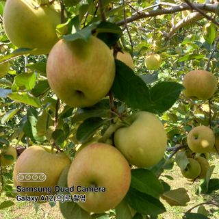 최동구님의 사과 · 비료•농약 작성글 사진